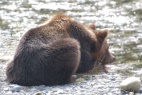 Campbell River Grizzly Bear Tours