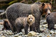 Campbell River Grizzly Bear Tours