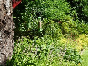Our bird in the garden