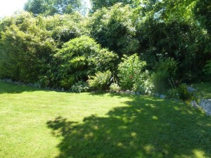 Greenery to enjoy