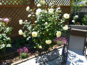 Beautiful roses